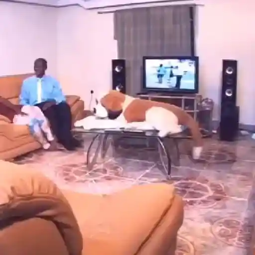 reaction tiktok preview