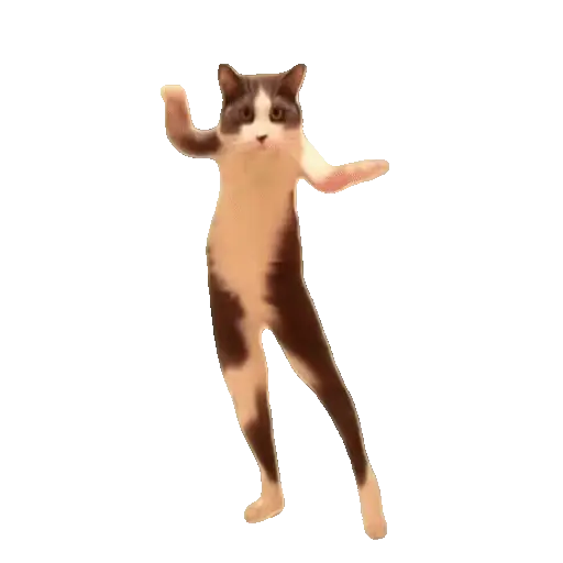Meme Kucing Viral #2 🐱