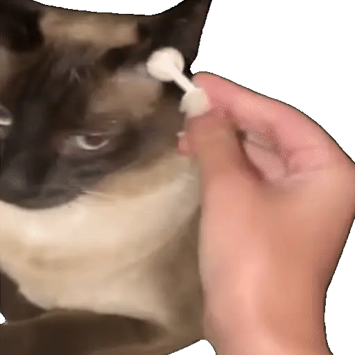 Meme Kucing Viral #2 🐱