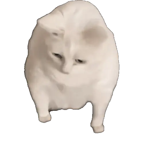 Meme Kucing Viral #2 🐱