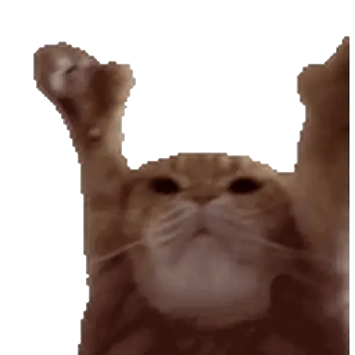 Meme Kucing Viral #2 🐱
