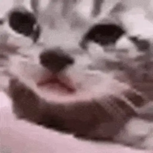 Meme Kucing Viral #2 🐱