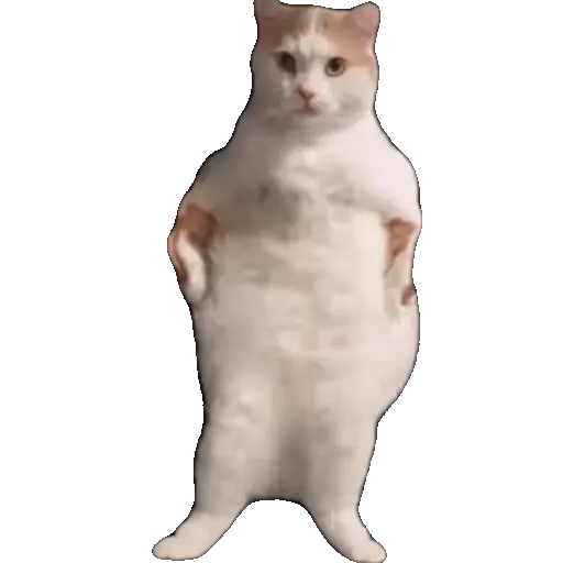 Meme Kucing Viral #2 🐱 preview
