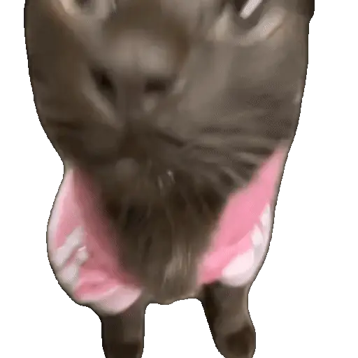 Meme Kucing Viral #2 🐱