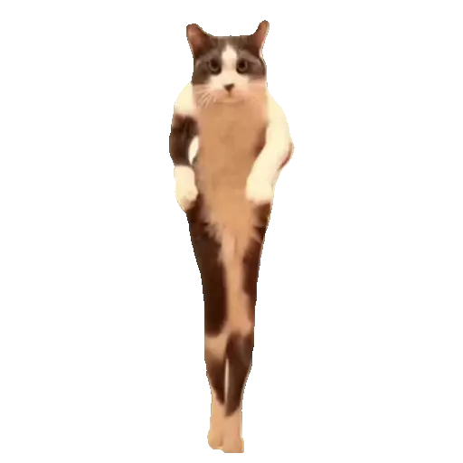 Meme Kucing Viral #2 🐱