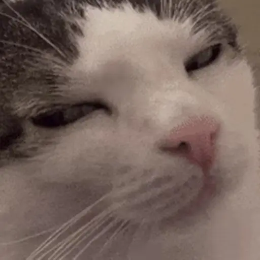 Meme Kucing Viral #2 🐱