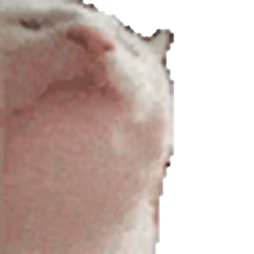 Meme Kucing Viral #2 🐱