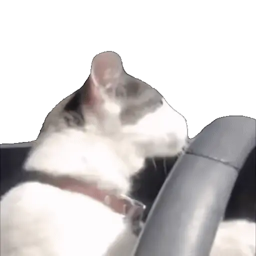 Meme Kucing Viral #2 🐱