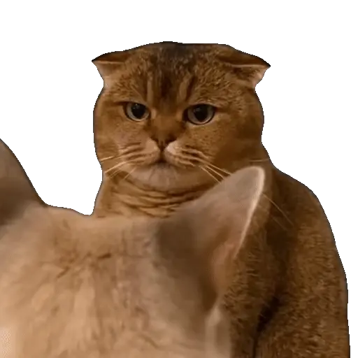 Meme Kucing Viral #2 🐱