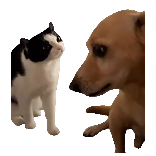 Meme Kucing Viral #2 🐱 preview