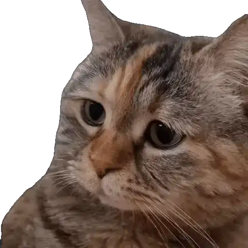 Meme Kucing Viral #2 🐱