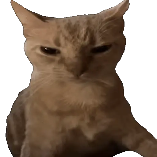 Meme Kucing Viral #2 🐱
