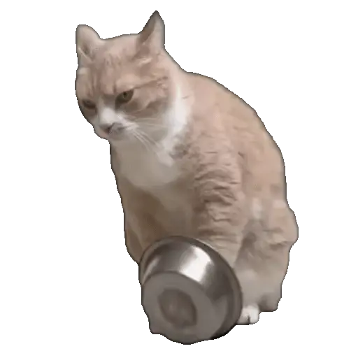 Meme Kucing Viral #2 🐱