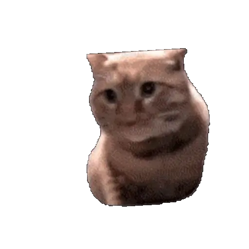 Meme Kucing Viral #2 🐱
