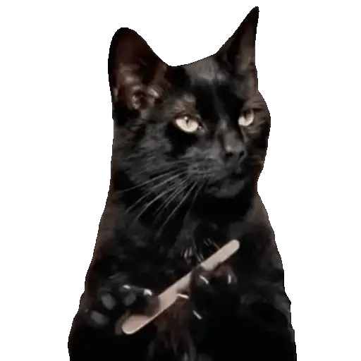 Meme Kucing Viral #2 🐱