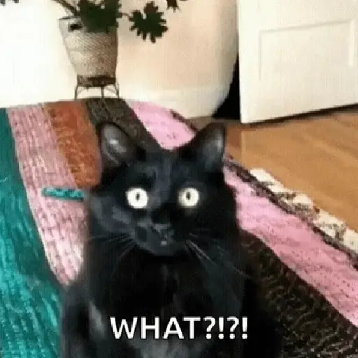Meme Kucing Viral #2 🐱