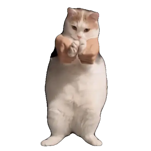 Meme Kucing Viral #2 🐱