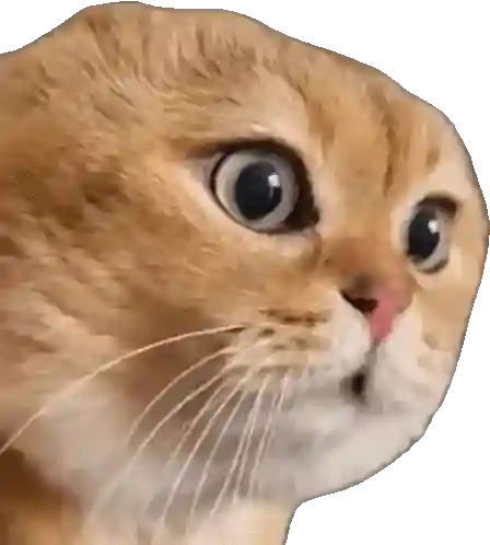 Meme Kucing Viral #2 🐱 preview