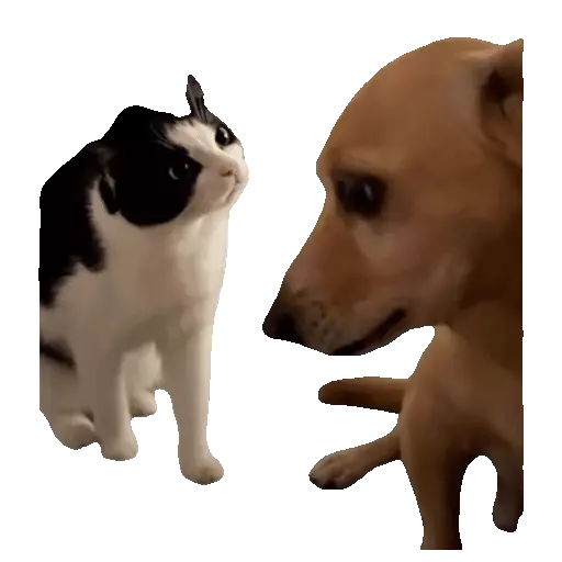 Meme Kucing Viral #2 🐱