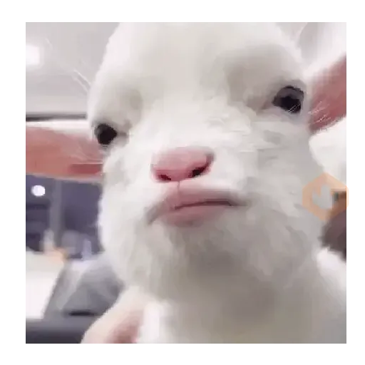 Meme animal random 🌈🙉 sticker 18