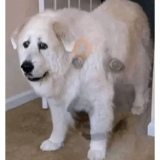 classic meme sticker 17