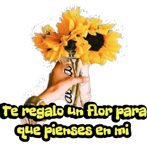 Girasol 🌻 