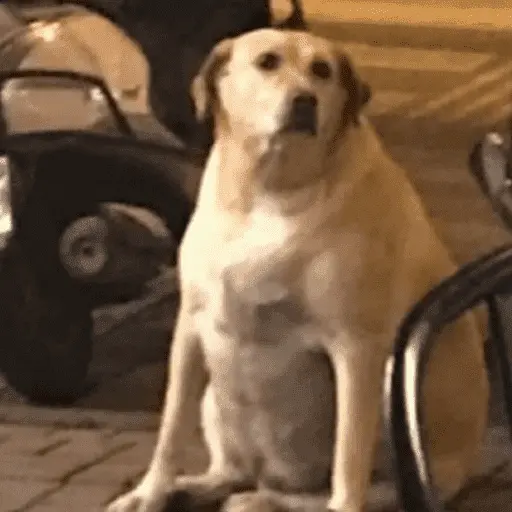 😎 MOODS PERRUNAS 😎