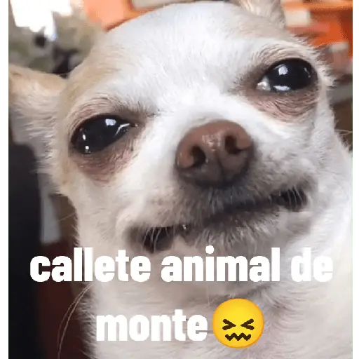 animales ramdom