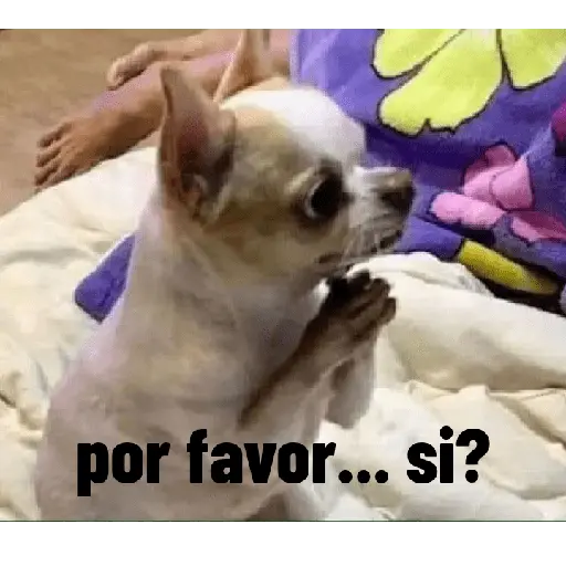 animales ramdom