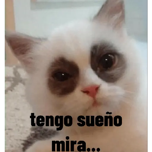 animales ramdom