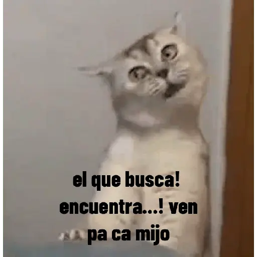 animales ramdom