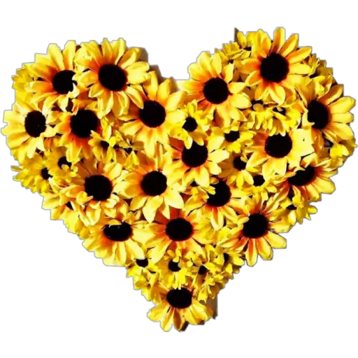 Girasoles 2 ♡ 
