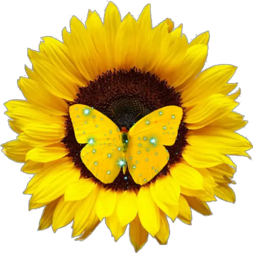 Girasoles 2 ♡ 