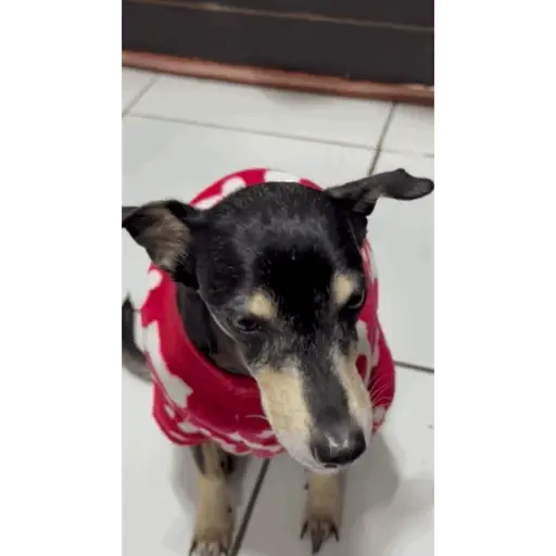Animales graciosos preview