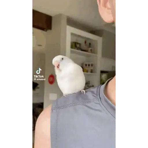 Animales graciosos