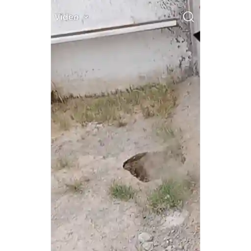 Animales graciosos preview