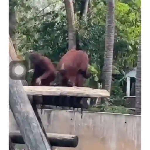 Animales graciosos