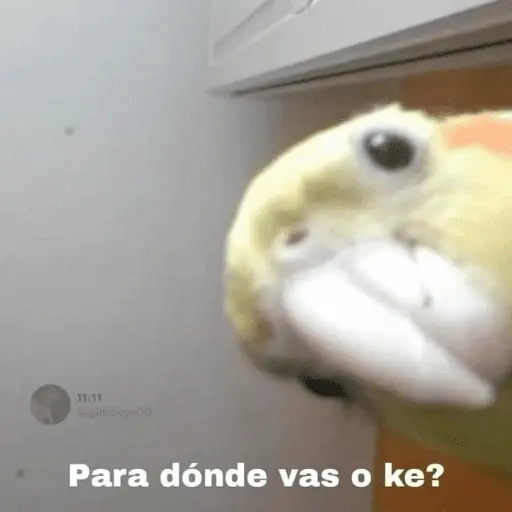 Animales Random🌸💥