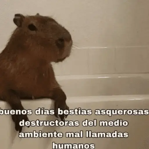 Animales Random🌸💥