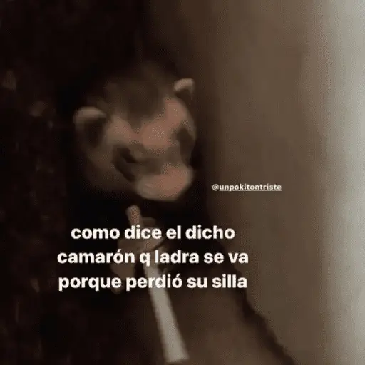 Animales Random🌸💥