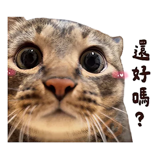 麻吉太郎 貢丸出擊 sticker 29