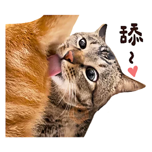 麻吉太郎 貢丸出擊 sticker 15