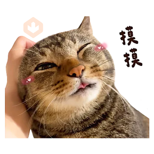 麻吉太郎 貢丸出擊 sticker 25