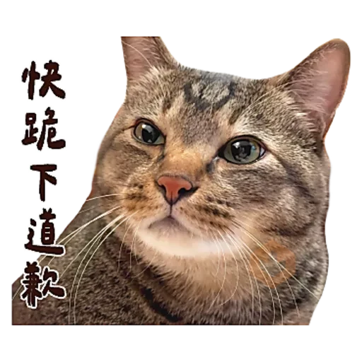 麻吉太郎 貢丸出擊 sticker 18