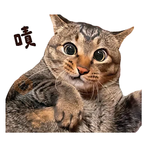 麻吉太郎 貢丸出擊 sticker 30
