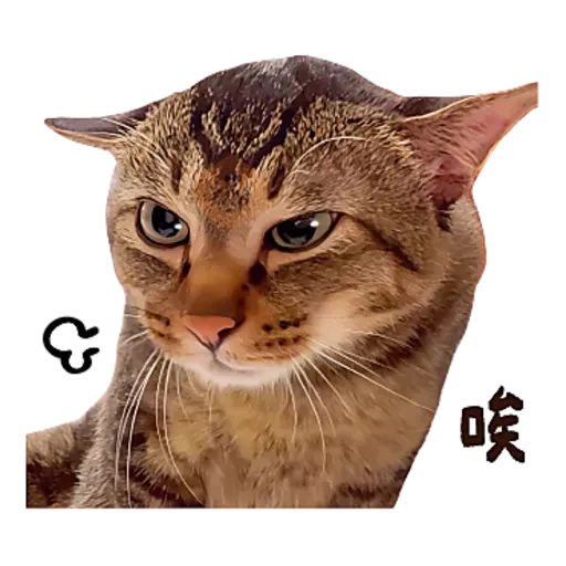 麻吉太郎 貢丸出擊 sticker 22