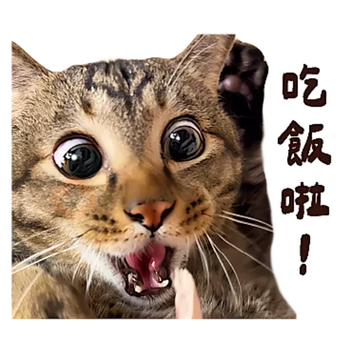 麻吉太郎 貢丸出擊 sticker 12