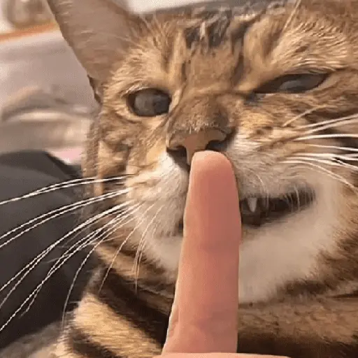 animales random 3