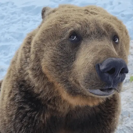animales random 3