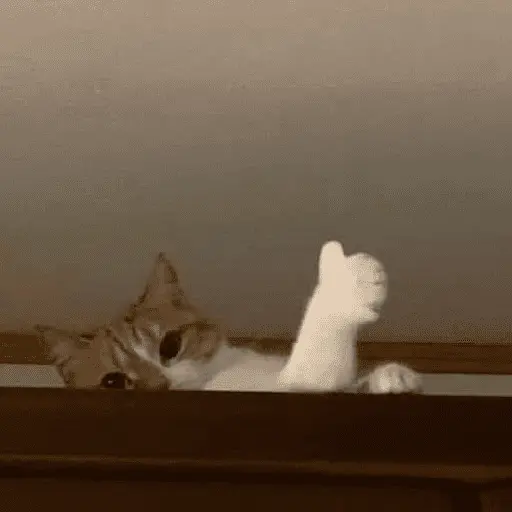 animales random 3